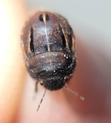 Réf. 324 705 : Odontoscelis fuliginosa